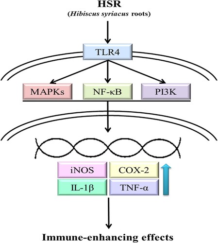 Figure 6. Scheme of the pathways of HSR-mediated activation of RAW264.7 macrophages. HSR increases the production of immunomodulators through the activation of MAPKs, NF-κB and PI3K pathways via the stimulation of TLR4 in RAW264.7 macrophages.