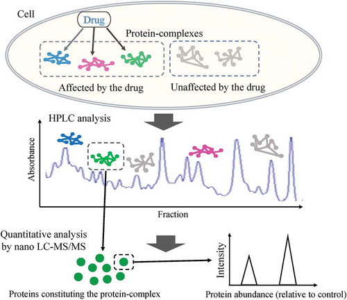 Figure 1. Schema of the study.The study is constituted by both HPLC and SILAC nano-LC-MS/MS, using SILAC method to identify the PPI affected by a drug. Proteins constituting a single complex by PPIs should be eluted in the same fraction by this chromatography, those eluted in same fraction were detected by subsequent SILAC nano-LC-MS/MS. The molecules belonging to each fraction were quantified, and the protein amount relative to control (DMSO treatment) was calculated.