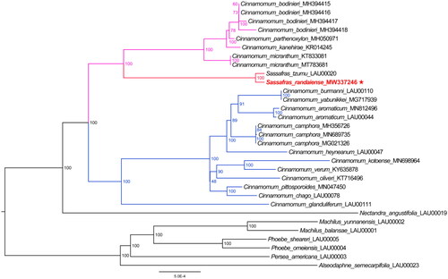 Figure 3. The ML phylogenetic tree for Sassafras randaiense based on 31 species plastid genomes, with the Machilus-Persea clade serving as the out-group. The following sequences were used: Cinnamomum kanehirae KR014245 (Wu et al. Citation2016), Cinnamomum micranthum KT833081 (Wu et al. Citation2017), Cinnamomum burmanni LAU00110 (Yang et al. Citation2019), Cinnamomum glanduliferum LAU00111 (Zhao et al. Citation2019), Cinnamomum parthenoxylon MH050971 (Wu et al. Citation2019), Cinnamomum camphora MH356726 (Li et al. Citation2019), Cinnamomum camphora MN689735 (Qiu et al. Citation2020), Cinnamomum kotoense MN698964 (Yuan et al. Citation2020), Cinnamomum pittosporoides MN047450 (Zhou et al. Citation2019), Sassafras randaiense MW337246 (this study), Cinnamomum oliveri KT716496, Cinnamomum verum KY635878, Machilus balansae LAU00001, Machilus yunnanensis LAU00002, Persea americana LAU00003, Phoebe omeiensis LAU00004, Phoebe sheareri LAU00005, Nectandra angustifolia LAU00019, Sassafras tzumu LAU00020, Alseodaphne semecarpifolia LAU00023, Cinnamomum aromaticum LAU00044, Cinnamomum heyneanum LAU00047, Cinnamomum chago LAU00078, Cinnamomum camphora MG021326, Cinnamomum yabunikkei MG717939, Cinnamomum bodinieri MH394415, Cinnamomum bodinieri MH394416, Cinnamomum bodinieri MH394417, Cinnamomum bodinieri MH394418, Cinnamomum aromaticum MN812496, and Cinnamomum micranthum MT783681 (unpublished).