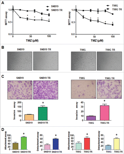 Figure 1. TR cells exhibited EMT phenotype. (A) MTT assay was conducted in parental and TR glioma cells. * P < 0.05 vs their parental cells. (B) Cell morphology was observed by microscope in parental and TR glioma cells. (C) Invasion assay was performed to measure the invasive capacity in parental and TR glioma cells. * P< 0.05 vs their parental cells. (D) Cell attachment and detachment assays were assessed in parental and TR glioma cells. * P < 0.05 vs their parental cells.