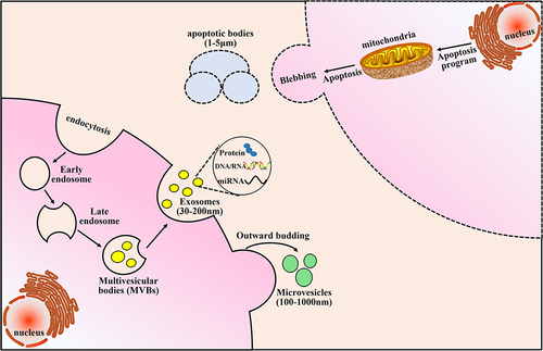 Figure 1 Schematic representation of the biogenesis of extracellular vesicles (EVs). EVs are formed according to mechanisms specific to the type of EVs. Exosomes (30–200nm) are generated by intraluminal buds fusing with the cell membranes. Initially, the cell membrane invaginates or endocytose to form the early endosome. Early endosomes invaginates to form late endosomes which incorporates endocytic vesicles. Then, the late endosomal membrane invaginates to generate intraluminal vesicles in the lumen of the multivesicular bodies (MVBs). The exosomes are released into extracellular space through exocytosis when the MVBs fuse with the plasma membrane. Microvesicles (100–1000nm) are generated directly from outward budding of the cell membrane. Apoptotic bodies (1–5μm) are directly generated by outward blebbing from apoptotic cells.