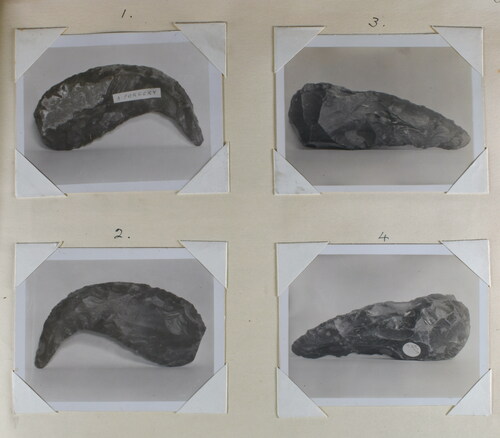 Figure 6. Thomas Arthur Bennett’s photographs of a beaked “forgery” compared with one of Bowes’ evolved rostro-carinate specimens, (Bowes scrapbook 2, p86, HBHRS archive, digital photograph by Pete Knowles).