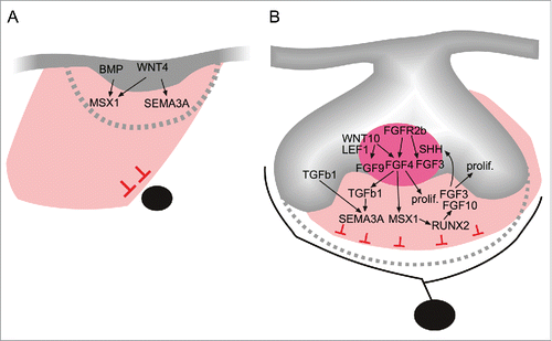 Figure 3. A model showing select signaling pathways and networks involved in the coordination of tooth morphogenesis and innervation during initiation (A), and the early morphogenetic cap stage (B). Tooth formation is crucially dependent on epithelial-mesenchymal interactions, which also regulate mesenchymal Sema3A, and the subsequent timing and patterning of tooth target innervation. Members of the conserved FGF (FGF4), Wnt (WNT4), and TGF-β superfamily (TGFß1) regulate SEMA3A expression. These signaling pathways are part of a larger odontogenic signaling network involving genes that are absolutely necessary for tooth formation in man and mouse, such as the MSX1 transcription factor.Citation23,24,66-68,69,70,71