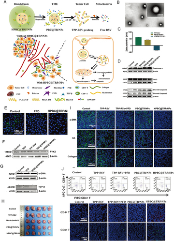 Figure 7 On-demand responsive nanoplatform mediated targeting of CAFs and down-regulating mtROS-PYK2 signaling for antitumor metastasis. (A) Disintegration of the on-demand successively responsive HPBC@TRP/NPs and its therapeutic mechanism. (B) TEM images of HPBC@TRP/NPs. (C) Zeta potential reversal characteristic. (D) Evaluation of the relative cell viability and mechanism of the apoptosis signal pathway. (E) CLSM images of α-SMA activated CAFs in 4T1/NIH3T3 cells treated with PFD and HPBC@TRP/NPs. Down-regulation of the mitochondrial oxidation system and cancer associated fibroblasts in vitro: Western blot protein expression levels of PYK2 (F), α-SMA (G), and TGF-β (G) in 4T1/NIH3T3 co-cultured cells. (H) Enhanced in vivo therapeutic effect. (I) Normalization of the tumor ECM to remodel TME. (J) Modulation of TIME in 4T1/NIH3T3 tumors after treatments. Reprinted from Zuo T, Zhang J, Yang J, et al. On-demand responsive nanoplatform mediated targeting of CAFs and down-regulating mtROS-PYK2 signaling for antitumor metastasis. Biomater Sci. 2021;9(5):1872–1885. 2021 © Royal Society of Chemistry.Citation165