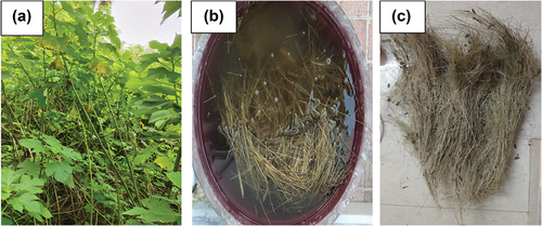 Figure 1. Fiber extraction procedure (a) Tithonia diversifolia Plant (b) TD stem immersed in water (c) extracted TD fibers.