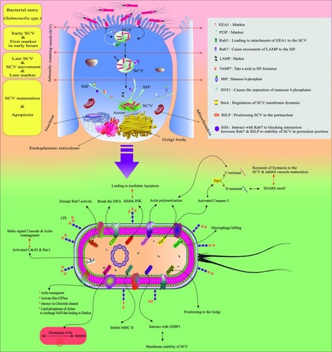 Figure 2 An overview of the entrance, Salmonella-containing vacuole formation, Sif formation, and replication inside the host vacuole.