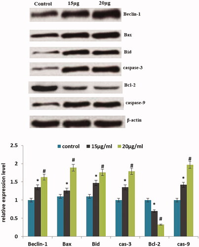 Figure 8. Western blotting images for Bax, Bcl-2, Bid, β-actin, Beclin-1, caspase-3 protein expression in AuNPs treated A549 cells.