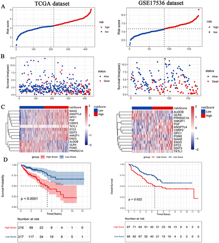 Figure 2 Distributions of risk score (A), OS status (B), heat map of signature genes (C) and survival of patients with high risk score and low risk score (D). The TCGA-colon cancer dataset on the left is training set and the GSE17536 dataset on the right is test set. P < 0.05 was considered statistically significant.