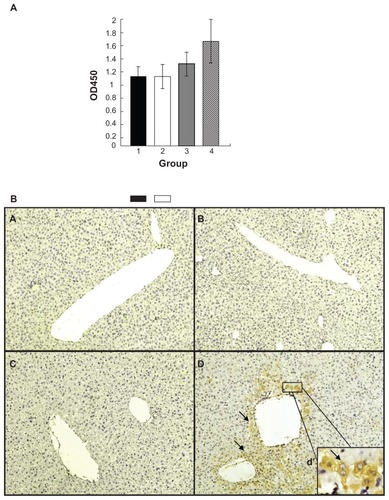 Figure 4 Coexpression of human SCCA1 and FTL in mouse liver enhances HBV replication. Plasmids pcDNA3.1 (column 1 in A; a in B), pcDNA3.1-SCCA1 (column 2 in A; b in B), pcDNA3.1-FTL (column 3 in A; c in B), or both of pcDNA3.1-SCCA1 and pcDNA3.1-FTL (column 4 in A; d in B) were introduced into mouse liver via hydrodynamic injection through tail vein. (A) Serum level of HBsAg determined 24 hours post virus challenge. (B) Immunohistochemical staining of HBcAg 48 hours post virus challenge.Abbreviations: SCCA1, squamous cell carcinoma antigen 1; FTL, ferritin light chain; HBV, hepatitis B virus; HBsAg, hepatitis B virus surface protein antigens; HBcAg, hepatitis B virus core protein antigens.