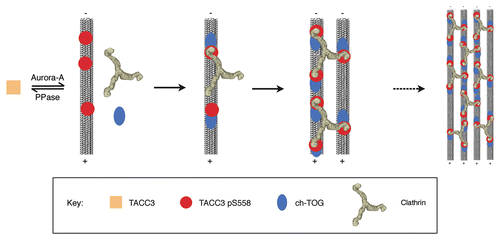 Figure 1 Model of recruitment and inter-microtubule cross-linking by the TACC3/ch-TOG/clathrin complex. Phosphorylation of TACC3 by Aurora A kinase enables it to bind to microtubules, where it can recruit clathrin and ch-TOG. Clathrin triskelia could interact with multiple TACC3 molecules on microtubules, including those on adjacent microtubules, in which case a bridge would be formed. Ultimately many bridges would form between closely located microtubules, helping to stabilize microtubule bundles in kinetochore fibers. As the multiple contacts form in these complexes, all the individual components would interact more stably with the spindle, causing the accumulation we observe by immunofluorescence.