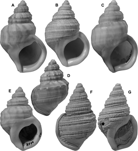 Fig. 12  (A–E) Pelicaria vermis (Martyn), Recent; A, RM4425, Te Arai Beach, Northland, height 51.1 mm; B, RM5302, “grahami form” with many weak spiral cords, trawled, 18-37 m, off East Cape; height 47.5 mm; C, RM5876, typical Wellington W coast “powelli form”, Waikanae Beach; height 51.6 mm; D, E, RM3588, 2 specimens, Tokerau Beach, Doubtless Bay, Northland; D, height 40.3 mm; E, height 45.5 mm. (F,G) Pelicaria monilifera (Suter), holotype, TM8699, “Awatere” (wrong), locality unknown, North Canterbury?, Opoitian-Waipipian?; height 48.3 mm.