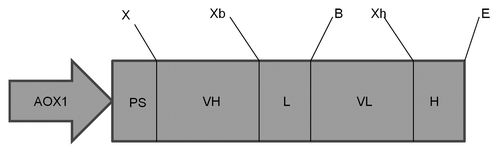 Figure 1. Schematic representation of the 2C7 scFv expression cassette. The scFv expression is driven by the Pichia pastoris Alcohol Oxidase 1 promoter. The Saccharomyces cerevisiae α-mating type pre-pro-protein leader sequence (PS) is upstream of the 2C7 scFv coding region. The VH gene is flanked by XmaI (X) and Xba I (Xb) restrictions sites. After the linker peptide coding region (L), the VL coding sequence is found in between BglII (B) and Xho I (Xh) sites. A hexahistidine tag (H) is found at the 3′end of the gene followed by a stop codon just before the EcoRI (E) site.