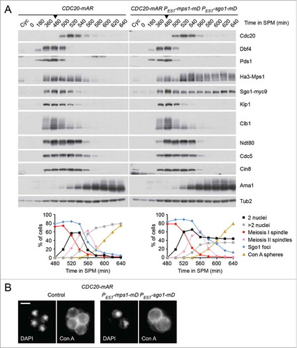 Figure 3. Co-expression of non-degradable Sgo1 and Mps1 in meiosis II does not interfere with silencing of the SAC. (A and B) Control (z26045) and PEST-sgo1-mD PEST-mps1-mD (z26015) cells containing the CDC20-mAR system were transferred to sporulation medium (SPM, t = 0) and released from the metaphase I arrest with CuSO4 at t = 480 min (arrow heads). Estradiol was added at t = 495 min. Note that endogenous and non-degradable Sgo1 carry Myc9 tags while both versions of Mps1 are tagged with Ha3.Citation43 (A) Top, immunoblot detection of proteins in whole-cell extracts.Citation44 Cyc, samples from proliferating cells. Bottom, percentages of cells with one (2 nuclei) or 2 divisions (more than 2 nuclei), meiosis I or meiosis II spindles, and spheres stained by FITC-concanavalin A (Con A spheres) were determined by immunofluorescence microscopy of fixed cells.Citation14 Sgo1 foci were detected on chromatin spreads.Citation44 100 cells were counted per time point. (B) Cells stained with FITC-concanavalin A and DAPI at t = 640 min. Spheres around the nuclei represent mannoproteins in the prospore membrane and the first (inner) spore wall layer.Citation61 Scale bar = 2 μm.