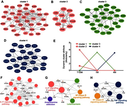 Figure 5 Cluster analysis of dynamic network during insulin treatment in T1DM. (A–D) Four dynamic clusters were identified by the DyNetViewer MCODE algorithm in newly diagnosed and insulin-treated T1DM. (E) Dynamic cluster attributes of modularity were calculated in three periods. (F–H) KEGG pathway enrichment of dynamic clusters in each period (F, newly diagnosed T1DM; G, 1-month insulin-treated T1DM; H, 4-month insulin-treated T1DM) were analyzed by ClueGO.