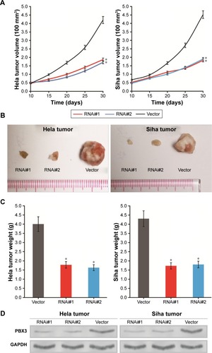 Figure 4 Downregulation of pre-B-cell leukemia homeobox 3 (PBX3) represses cervical cancer (CC) proliferation and tumorigenicity in vivo: the effect of PBX3 on tumor formation in a nude mouse xenograft model.