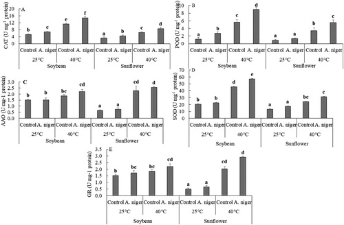 Figure 4. Activity of (A) CAT; (B) POD; (C) AAO; (D) SOD and (E) GSH in soybean or sunflower seedlings grown at 25°C and 40°C inoculated with and without A. niger. Data represent mean of biological triplicates. Similar bars labeled with different letters are significantly different (p < 0.05) as estimated by Duncan’s Multiple Range Test (DMRT).
