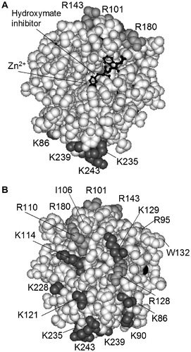Fig. 8. Overall structure of MMP-7.Note: The MMP-7-hydroxymate inhibitor complex was based on Protein Data Bank No. 1MMQ.Citation5) MMP-7 residues (Tyr78-Lys243) are represented by a CPK model. Lys residues (dark gray), Arg residues (light gray), Ile106, and Trp132 are indicated. Arg244, Ser245, Asn246, Ser247, Arg248, Lys249, and Lys250 are not shown, because they are not present in 1MMQ. The hydroxymate inhibitor is represented by a ball-and-stick model. (A) MMP-7 viewed with the active site at the center. (B) MMP-7 viewed from the opposite side.