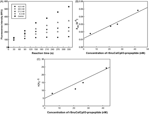 Figure 1. The inhibitory activity of rSnuCalCp03-propeptide against cathepsin L. (A) Protease activity was assessed by monitoring cleavage of fluorogenic substrate, Z-F-R-AMC, in the presence of increasing concentration of rSnuCalCp03-propeptide. (B) Replot of the observed rate constant (kobs) from the inhibition of mature cathepsin L by rSnuCalCp03-propeptide. (C) Plot of (vi/vs − 1) versus the concentration of rSnuCalCp03-propeptide.