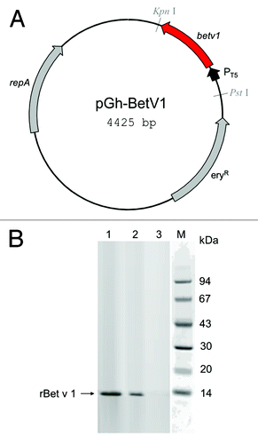 Figure 1. Production and characterization of recombinant Bet v 1 by Streptococcus thermophilus DSM 20617. (A) Map of vector pGh-Betv1; eryR, erythromycin resistance gene from Enterococcus faecalis; repA, plasmid replication protein; PT5, phage T5 promoter. (B) Western blot analysis of total cells extracts (30 µg of protein content) from rBet v 1-producing E. coli (lane 1) and Streptococcus thermophilus DSM 20617 (lane 2), and from wild type DSM 20617 (lane 3) detecting the 15 kDa rBet v 1 protein band.