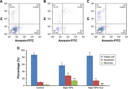 Figure 11 Quantification of apoptosis by flow cytometry.Notes: Control cells (A); MgO NPs-treated cells (B); pretreatment of cells with curcumin (50 µM) followed by MgO NPs treatment (C). Cells were incubated with IC50 concentration of MgO NPs for 24 hours. Histogram analysis of percentage of cells undergoing apoptosis and necrosis by flow cytometer after incubation of K562 cells with MgO NPs for 24 hours (D). Values represent mean ± SD of three experiments. *P<0.05, **P<0.01, ***P<0.001, compared to control; #P<0.05, ###P<0.001 compared to MgO NP-treated group.Abbreviations: MgO NPs, magnesium oxide nanoparticles; FITC, fluorescein isothiocyanate; PI, propidium iodide; Cur, curcumin.