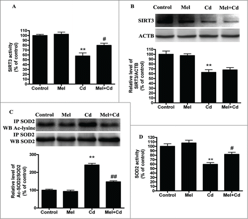 Figure 8. Melatonin increases SIRT3 activity but not expression, and it inhibits acetylated-SOD2 expression after Cd treatment in vitro. Melatonin enhances SIRT3 activity (A) but not the expression of SIRT3 (B) at 12 h after exposure to 10 μM Cd. Melatonin induced deacetylation of SOD2 (C) and increased SOD2 activity (D) after Cd treatment. The results are expressed as a percentage of the control, which is set at 100 %. The values are presented as the means ± SEM, **p < 0.01 versus the control group, and #p < 0.05 vs. the Cd (10 μM) group. (n = 4.)