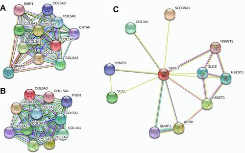 Figure 4 Protein-protein interaction network of different expressions of COL1A1, COL1A2, COL6A3, and SULF1 genes. (A) related to COL1A1; (B) related to COL6A3; (C) related to SULF1 genes.