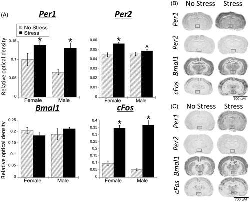 Figure 3. Experiment 1: Effect of stress and sex on gene expression in the PVN. (A) 30 min of acute restraint stress increased Per1 and cFos mRNA in the paraventricular nucleus of the hypothalamus (PVN) of male and female rats. There were no sex differences in stress-induced Per1 and cFos mRNA. Stress also increased Per2 mRNA only in female rat PVN. Data are presented as mean ± SEM (*stress effect within same sex condition; ^sex effect within same stress condition; p < .05, FLSD, n = 6 rats per treatment group). (B and C) Representative autoradiographs of gene expression under no stress and stress conditions of female (B) and male (C) rats. The PVN is located within the box. See Table 1 for statistical details.