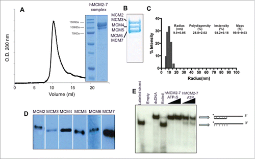 Figure 1. Protein expression and isolation of the recombinant hMCM2-7 complex. (A) The complex was isolated by tandem affinity purification using a His-Tag and a Strep-Tag was loaded onto a Supedex200 HR10/30 column. The complex eluted as a single peak at 550 kDa. (B) 15 % SDS-PAGE of the complex showing the different subunits grouped in pairs. (C) Dynamic Light scattering of the hMCM2-7 complex shows the homogeneity of the heterohexamer. Polydispersity of hMCM2-7 shows a sample having a hydrodynamic radius of 100 Å in agreement with the heterohexamer size. The inserted table shows the statistics of the sample measured. (D) Western blot of the isolated hMCM2-7 complex using specific antibodies against the human MCM subunits. (E) Helicase assay demonstrates that the recombinant hMCM2-7 displays low activity.