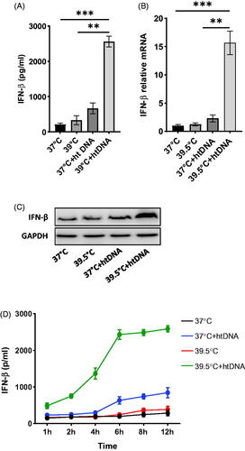 Figure 1. Effect of hyperthermia on the expression of INF-β. Pre-warmed RAW264.7 cells were stimulated with 5 µg/ml htDNA and maintained either at 37 °C or 39.5 °C for 24 h. A) IFN-β level in the supernatant was determined by ELISA. B) IFN-β relative expression level. C) Western blot analysis of IFN-β. D) Time course experiment showing the upregulation of IFN-β across 12 h.