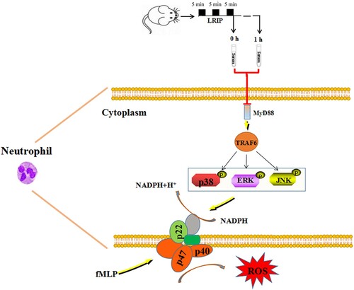 Figure 6. Serum of LRIP inhibits fMLP-triggered activation and ROS releasing of rat neutrophils through MyD88/TRAF6/p38 MAPK pathway.