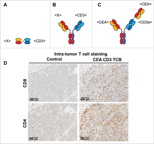 Figure 1. Schematic representation of selected clinical stage T cell bispecific antibodies: (A) tandem scFv (BiTE) format, (B) asymmetric 1:1 heterodimeric IgG-based TCB, (C) asymmetric 2:1 heterodimeric IgG-based CEA CD3 TCB; (D) Infiltration of CD3+ T cells into poorly infiltrated MKN45 tumors in PBMC-engrafted NOG mice treated with vehicle, CEA CD3 TCB and an untargeted control TCB, modified from Citation6 with permission from Clinical Cancer Research.