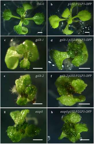 Figure 2. The morphological phenotype of PDLP5 overexpression lines (PDLP5OE). (a-b) PDLP5OE seedlings are yellowish (b) compared to WT Col-0 (a). (c-h) Overexpression of PDLP5 in the gsl8-1 (d), gsl8-2 (f) and essp8 (h) backgrounds did not cause any noticeable morphological changes compared to the mutant alone: gsl8-1 (c), gsl8-2 (e), and essp8 (g). Scale bar = 1 cm.