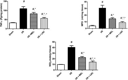 Figure 6. Inflammatory biomarkers tumor necrosis factor-α (TNF-α), myeloperoxidase (MPO), and nitric oxide (NO) levels for different groups. Significance (p < .05) from sham group represented by (#), from ischemia/reperfusion (I/R) group represented by (*), and from melatonin (MEL) solution-treated group represented by (†).