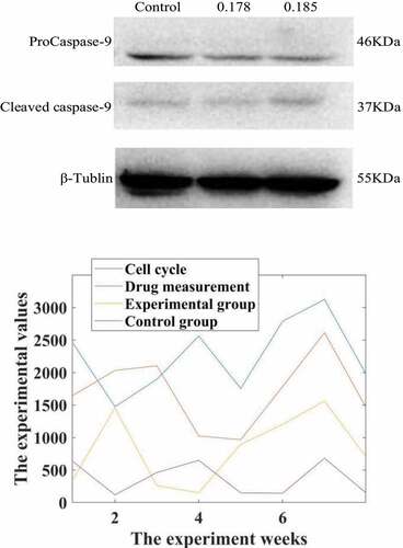 Figure 2. Western-Blot detection of the effect of propofol on the apoptotic protein Caspase-9 in liver cancer cells. Intervention of propofol on hepatocellular carcinoma cell cycle