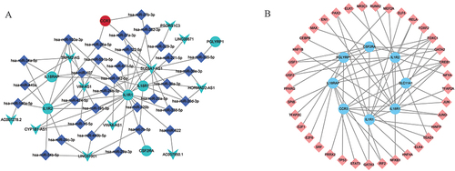 Figure 7 The lncRNA-miRNA-mRNA network and TFs network associated with hub DEmRNAs. (A): The lncRNA-miRNA-mRNA network network associated with hub DEmRNAs. Circles, squares and V-shapes represent DEmRNA, miRNA and DElncRNA, respectively. (B): The TFs network associated with hub DEmRNAs. Circles and squares represent DEmRNA and TFs, respectively.