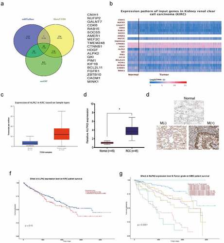 Figure 6. ALPK2 is highly expressed in RCC. (a) Potential binding targets for miR-214-3p as predicted by miRTarBase, MicroT-CDS, and miDIP databases. (b) Potential target gene expression in the Cancer Genome Atlas (TCGA). (c) ALPK2 levels in TCGA samples. (d, e) ALPK2 expression in RCC tissue was explored by qRT-PCR and IHC. (f, g) High ALPK2 expression was linked with poor prognoses in patients with RCC. *P < 0.05