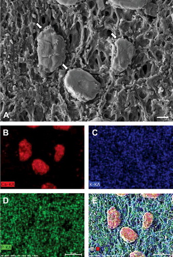 Figure 5. Element maps of orange plaque of Cornus controversa. Field emission scanning electron micrograph of calcium particles (arrows) on orange plaque. Scale bar = 20 μm (A), calcium map of A (B), potassium map of A (C), phosphorus map of A (D), merged image of the secondary electron image, calcium map, potassium map, and phosphorus map (E).