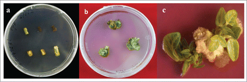 Figure 1. Direct shoot regeneration from epicotyls and intermodal explants on medium containing TDZ. (A) Incubation of epicotyls explants on shoot induction medium containing AgNO3 to stop tissue browning; (B) Shoot induction from epicotyls explants; (C) Shoot induction from intermodal explants.