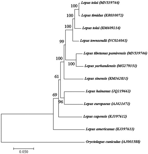 Figure 1. Phylogenetic analysis of 11 Lepus and an Oryctolagus cuniculus as outgroup based on the complete mitogenome using maximum likelihood method.
