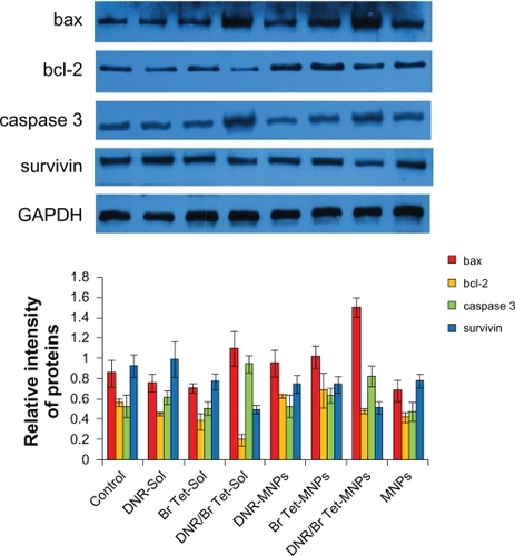 Figure 5 Expression of apoptosis-associated proteins by Western blotting analysis.Note: Data are presented as means ± standard deviation (n = 3).Abbreviations: DNR-Sol, daunorubicin in solution; DNR/Br Tet-Sol, daunorubicin and 5-bromotetrandrin in solution; DNR-MNPs, daunorubicin in magnetic nanoparticles; DNR/Br Tet-MNPs, daunorubicin and 5-bromotetrandrin in magnetic nanoparticles; MNPs, magnetic nanoparticles.