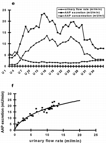 Figure 1. (e) Time course of urinary flow (-♦-), AAP excretion (-▪-) and urinary AAP concentration (-▴-) of one individual subjected to sustained water diuresis. Urine samples were collected at intervals of 10 minuteswhile elevated urinary flow was maintained by continuing water load for 4 hours. (f) Correlation between AAP excretion and urinary flow from data of Fig. 1ae. The curved line represents the best fit of our model equation.