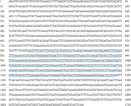 Figure 5. Gene sequence of TRIF cDNA in Rana dybowskii. The number of nucleotide sequences is shown from left to right. The red letters designate the start codon. The blue double underline represents the TIR domain.