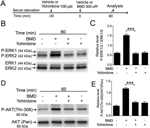 Figure 4. Blocking of brimonidine (BMD)-induced P-ERK1/2 or P-AKT (Thr-308) in MIO-M1 human Müller cells by yohimbine treatment.(A) Experimental outline. Serum-starved MIO-M1 cells pretreated with 100 μM yohimbine or control (vehicle) for 30 min followed by treated with 300 μM BMD or vehicle for 60 min. Western blot analysis of (B) P-ERK1/2 and (D) P-AKT (Thr-308) levels in BMD-treated MIO-M1 cells. Bar graphs with densitometry of (C) P-ERK1/2 levels normalized by total ERK1/2 levels, and (E) P-AKT (Thr-308) levels normalized by AKT (Pan) levels. Bar graph are mean ± SEM, n = 3 (***P < 0.0001) analyzed by one-way ANOVA and Tukey’s post hoc test. Significance is only indicated for the comparison: BMD 60 min–BMD + yohimbine 60 min.