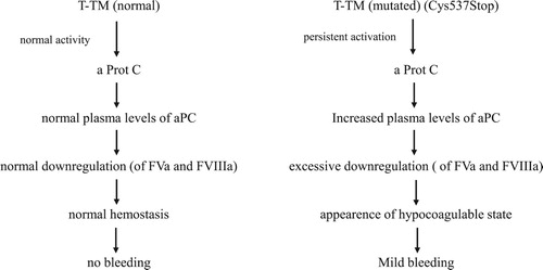 Figure 1. Schematic representation of mutated TM (Cys573Stop) on the clotting mechanism. The end result is the appearance of a mild bleeding tendency that may worsen after trauma or surgery which increase tissue factor and thrombin formation.