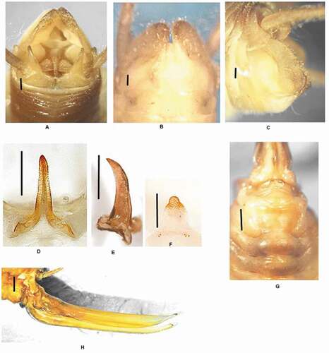 Figure 9. Dolichopoda poseidonica n. sp.: (a) male tenth tergum; (b) male subgenital plate (ventral view); (c) male subgenital plate (lateral view); (d) median process of epiphallus (dorsal view); (e) median process of epiphallus (lateral view); (f) plica dorsalis; (g) female subgenital plate; (h) ovipositor (lateral view). Scale bars: 1 mm