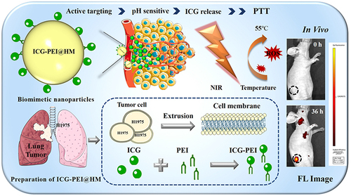 Figure 1 Schematic design and preparation of ICG-PEI@HM NPs for PTT strategy.
