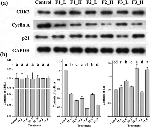 Figure 3. Expression of cell cycle arrest proteins following treatment with different fractions at high or low concentrations. (a) Bands obtained from Western blot analysis; (b) bar charts of the mean integrated density of each band over the corresponding integrated density of GAPDH (control value adjusted to 1). ‘a, b, c’: the same letter above the bars indicates no significant differences (p ≥ 0.05). Control: solvent treatment; F1 (F2, F3)_L: low concentrations of F1 (F2, F3); F1 (F2, F3)_H: high concentrations of F1 (F2, F3).