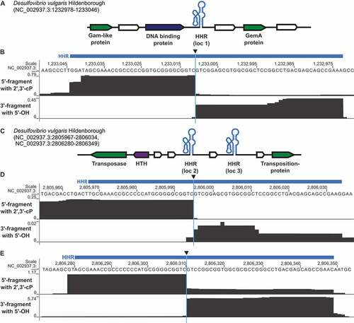 Figure 3. Genomic context of HHR sequences in D. vulgaris and analysis of ribozyme activity using cyPhyRNA-seq. (a) Genetic context of the type II HHR locus loc 1 (NC_002937.3: 1,233,046–1,232,978, antisense strand). For illustration, HHR is shown schematically in its secondary RNA structure (light blue). Nearby protein-coding genes are represented by arrows in white (hypothetical genes with unknown functions), green (protein-coding genes of bacteriophage origin) and dark blue (DNA-binding proteins). The direction of the arrowheads shows on which strand the gene is located. All HHRs and their adjacent genomic context are shown in 5ʹ to 3ʹ direction. (b) Sequencing reads mapped to HHR loc 1, described in a, are represented in grey for the two libraries: 5′- fragment with 2ʹ,3ʹ-cP (top track), 3′-fragment with 5ʹ-OH (bottom track). Reads are deduplicated (single ligation events) and unique (map to only one position in the genome). Blue bar above the sequence: computationally predicted location of the HHR. Black triangle: cleavage site. For each library, number of deduplicated and unique reads covering each position is scaled to the total number of deduplicated and unique reads on the same strand divided by 106 (RPM). Although this is per se only a per library scaling, the fact that all libraries show comparable sequencing depth allows the comparison of normalized values across libraries. (c) Genetic context of the type II-HHR loc 2 (NC_002937.3:2,805,967–2,806,034, sense strand) and the type II HHR loc 3 (NC_002937.3: 2,806,280–2,806,349, sense strand), which are in close proximity to each other. Description is the same as in (a). A gene encoding a helix-turn-helix motif (HTH) is represented in purple. Sequencing reads mapping to the HHR loc 2 shown in (d) and to HHR loc 3 shown in (e), which are described in c. The description is the same as in b. Red box with asterisk highlights area where we find a mixture of reads that is not discernable in this representation: some reads extend through the cleavage site, indicating uncleaved ribozymes, but some reads do start exactly 3ʹ of the cleavage site (see supplementary text, supplementary Figure S6)