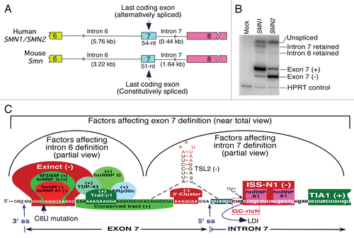Figure 1 Organization of human (SMN) and mouse (Smn) genes covering the last 3 exons. (A) Comparison of exon 7 and introns 6 and 7 of SMN and Smn genes. Exons are shown as colored boxes, whereas introns are shown as broken lines. Sizes of introns and exon 7 are given. (B) Results of RT-PCR for transcripts derived from SMN1 and SMN2 minigenes.Citation26 Note the presence of intron 7 retained intermediate due to a weak 5′ ss in SMN1. As per intron definition model, splicing of SMN1 exon 7 was mainly driven by intron 6 definition due to a strong 3′ ss. C6U mutation causes a loss on intron 6 definition in SMN2 leading to skipping of exon 7. (C) Partial view of factors responsible for intron definition. In vivo selection of entire SMN exon 7 revealed three major regulatory regions: Exinct, conserved tract and 3′-cluster.Citation26 SF2/ASF, hnRNP A1, Sam68 and hnRNP Q interact within the region corresponding to Exinct.Citation40,Citation41,Citation45,Citation47 Binding site of tra2-β1 and associated factors hnRNP G, SRp30c and TDP-43 fall within conserved tract.Citation49–Citation52 The 3′-cluster falls within the terminal stem loop 2 (TSL2) structure that also sequesters the 5′ ss of exon 7.Citation54 ISS-N1 is a major intronic inhibitory elements that harbors 2 hnRNP A1 motifs.Citation27,Citation56 ISS-N1 also overlaps with a GC-rich sequences that provides the shortest antisense target for correction of SMN2 exon 7 splicing in SMA.Citation55 The cytosine residue at the 10th intronic position (10C) has been implicated in a long-distance interaction (LDI) with deep intronic sequences.Citation57 TIA1 binds to an intronic region downstream of ISS-N1.Citation25 Cis-elements and factors that are likely to define either intron 6 or intron 7 have been grouped. (+) and (−) indicates that a given cis-element or splicing factor promotes and suppresses exon 7 inclusion, respectively. Exon 7 sequences are shown in capital letters, whereas intronic sequences are shown in small case letters.