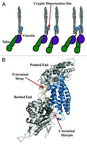 Figure 1. Model of vinculin activation, F-actin binding and bundling. (A) As modified from Janssen et al.,Citation32 release of autoinhibitory interactions within full length vinculin via binding of talin (green) to Vh (purple) and F-actin (gray) to Vt (blue), leads to vinculin activation.Citation32 F-actin binding causes a conformational change in Vt that exposes a cryptic dimerization site (orange) that enables Vt self-association and F-actin bundling.Citation30,Citation32 (B) According to the Janssen model, the C-terminal hairpin (red) and N-terminal strap (yellow) point into the F-actin interface.Citation32 However, the Janssen model may require further validation given the resolution of the micrograph, multiple conformational clashes between Vt and F-actin, and contrasting data that has arisen indicating that the C-terminal hairpin is necessary for bundle formation. Hence, given our findings, a refined or alternative model for this critical interaction should lead to more specific tools to study the function of the vinculin/F-actin interaction.